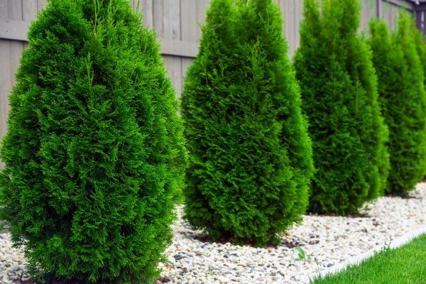 Arborvitae Planting in West Des Moines