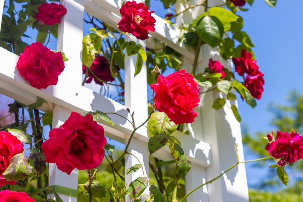 Home Gardening Service in West Des Moines