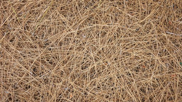 Pine Needles Delivery in West Des Moines