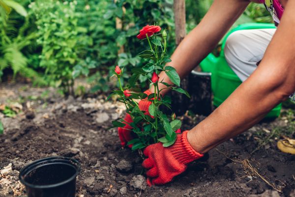 Planting Service in West Des Moines