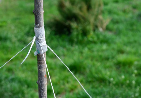 Tree Staking Service in West Des Moines