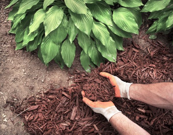 Shredded Mulch Service in West Des Moines