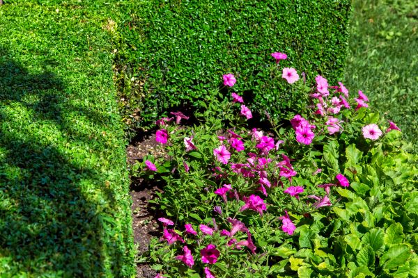 Softscaping Service in West Des Moines