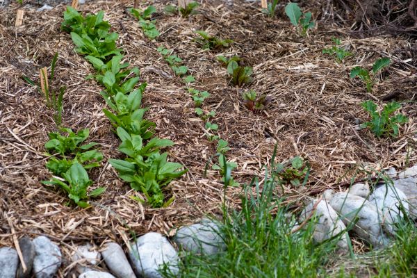 Mulch Service in West Des Moines