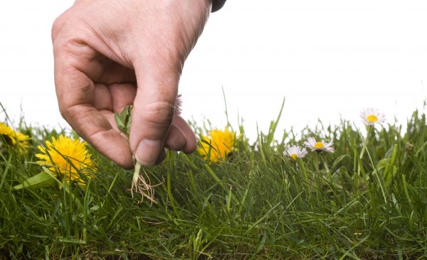 Lawn Weeding in West Des Moines