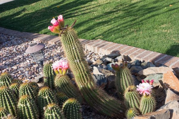 Desert Landscaping in West Des Moines