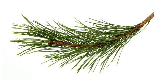 Pine Needles Installation in West Des Moines