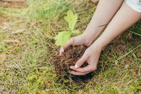 Oak Tree Planting in West Des Moines