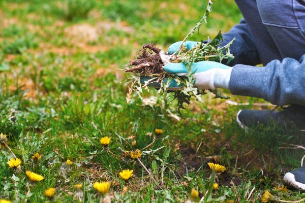 Flower Bed Clearing in West Des Moines