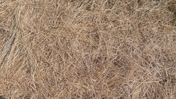 Pine Straw Replacement in West Des Moines
