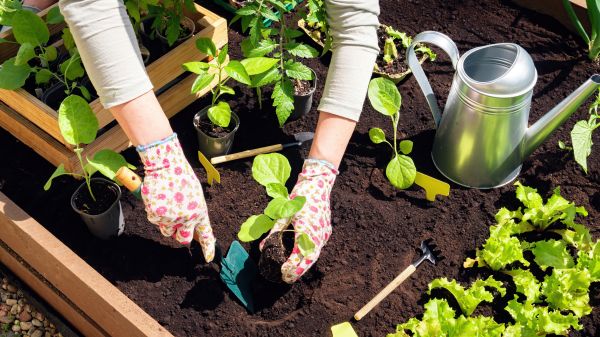 Garden Bed Installation in West Des Moines