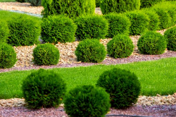 Bush Replacement in West Des Moines
