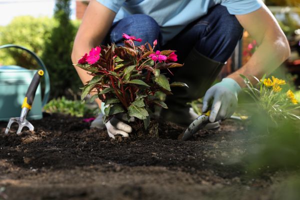 Plant Replacement in West Des Moines