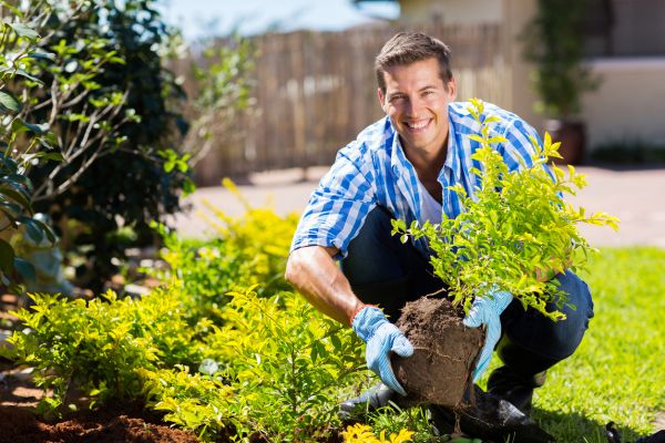 Shrub Landscaping in West Des Moines