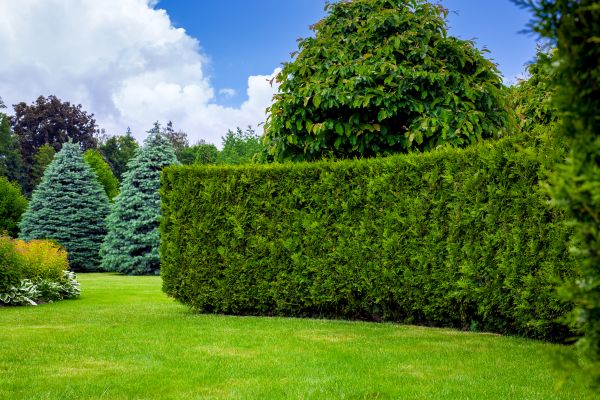 Hedge Landscaping in West Des Moines