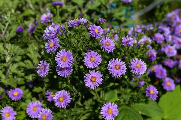Perennial Flower Planting in West Des Moines