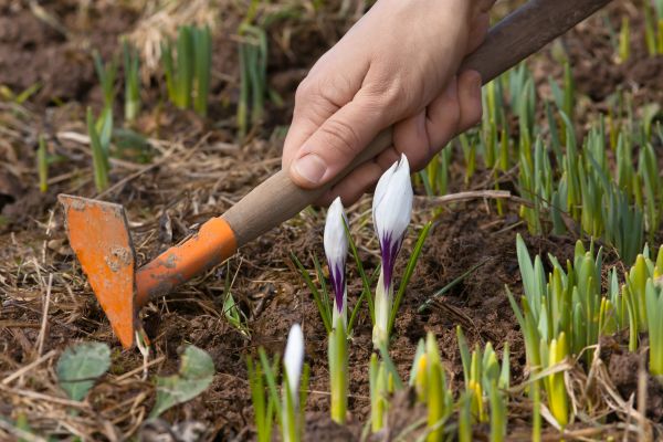Flower Garden Weeding in West Des Moines