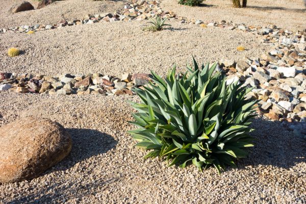 Xeriscaping Service in West Des Moines