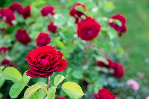 Rose Planting in West Des Moines