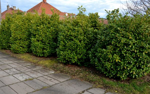 Privacy Shrub Installation in West Des Moines
