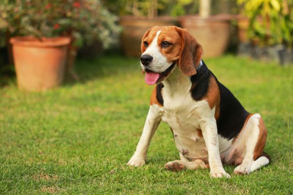 Dog Friendly Landscaping in West Des Moines