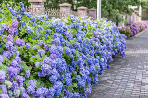 Hydrangea Landscaping in West Des Moines