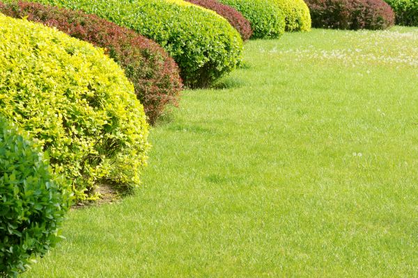 Shrubbery Planting in West Des Moines