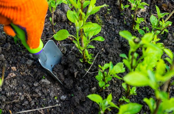 Hydrangea Planting in West Des Moines