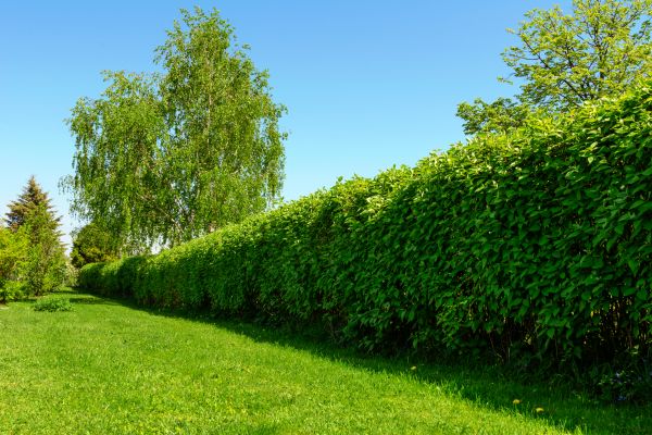 Hedge Replacement in West Des Moines