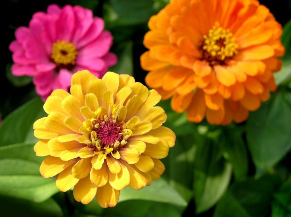 Zinnia Planting in West Des Moines