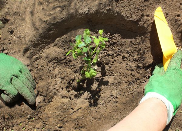 Rose Bush Planting in West Des Moines
