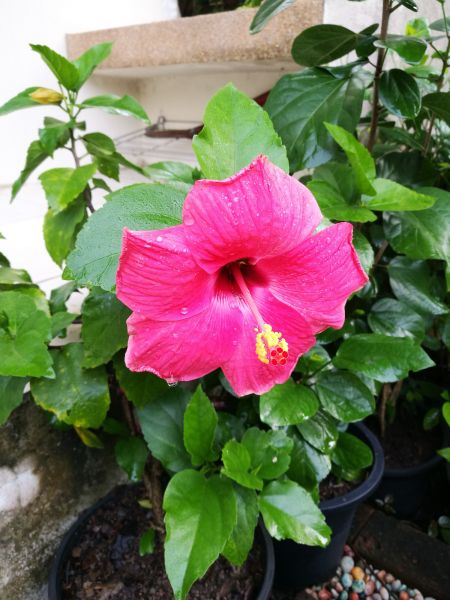 Hibiscus Planting in West Des Moines