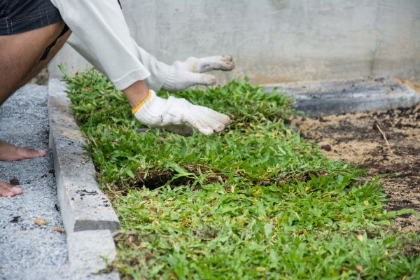Ground Cover Planting in West Des Moines