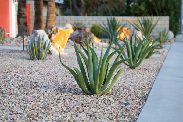 Drought Resistant Landscaping in West Des Moines