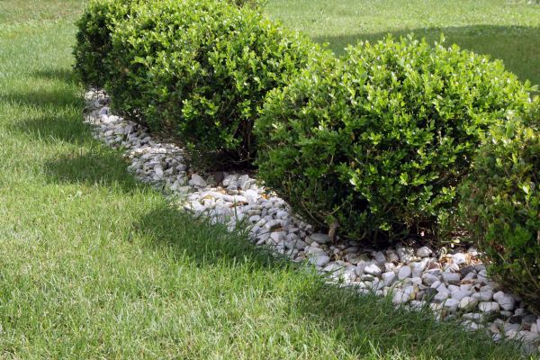 Boxwood Planting in West Des Moines
