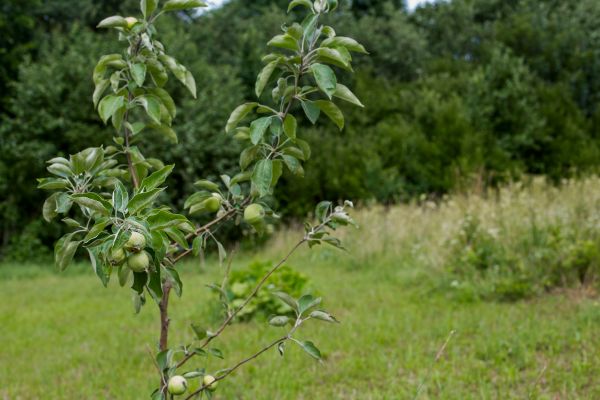 Apple Tree Planting in West Des Moines