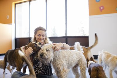 Bark Delivery Service