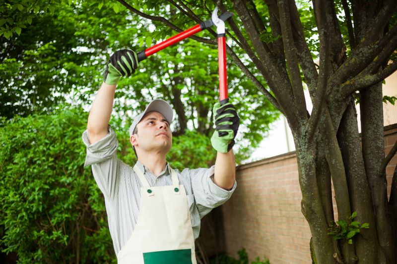 Tree Service Providers
